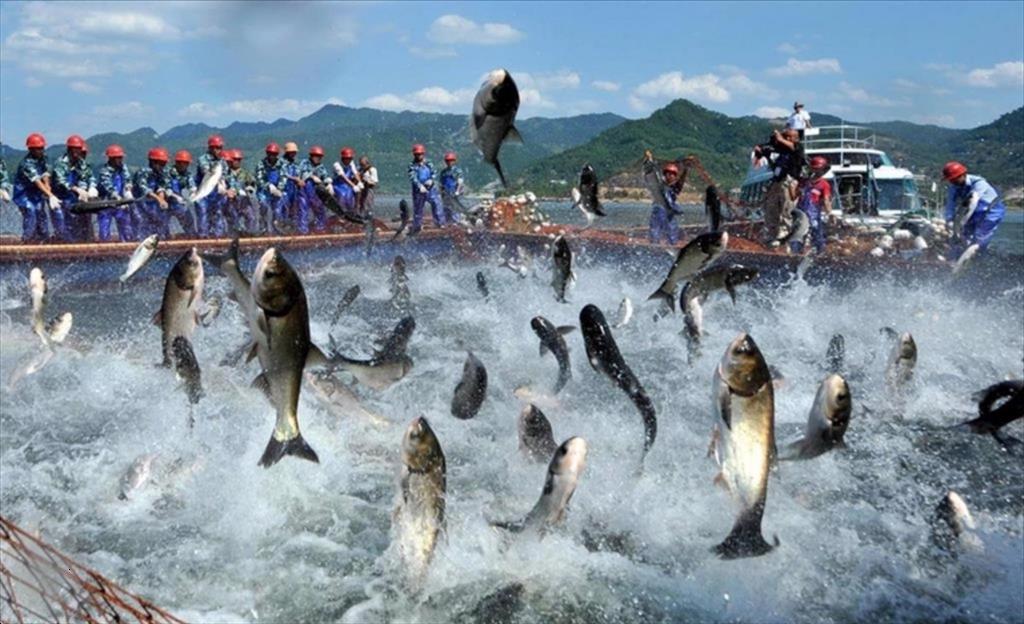 Vì sao cổ phiếu nhóm thủy sản vẫn nằm "ngoài vòng quy luật" của thị trường?