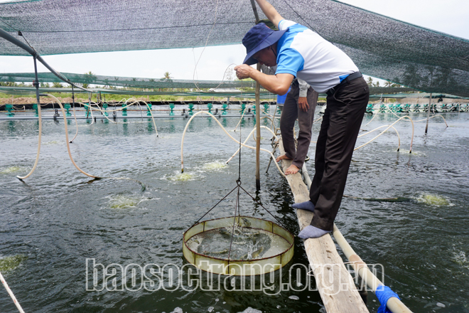 Liệu có thiếu hụt tôm nguyên liệu?