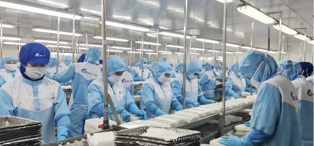 Nhà máy ở miền Tây thiếu tôm nguyên liệu