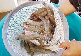 Giá tôm nguyên liệu tại một số nước cung cấp (tuần 19 – tuần 23/2022) 