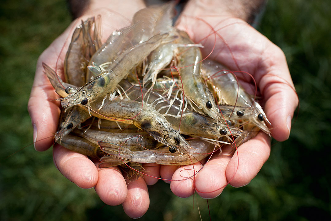 Tôm nuôi ở miền nam Trung Quốc bùng phát dịch bệnh nghiêm trọng 