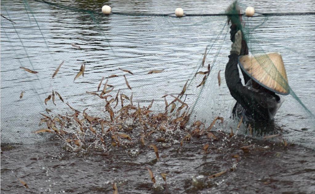 Người nuôi tôm ở Trung Quốc điêu đứng vì dịch bệnh và mưa nhiều 