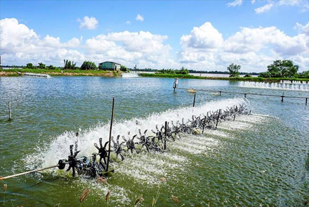 Ngành tôm và bài toán nguyên liệu trong tương lai