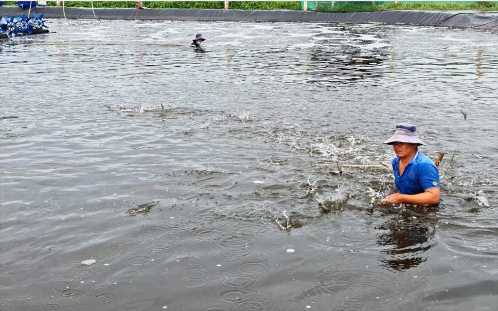 Giá tôm miền Tây tiếp tục tăng