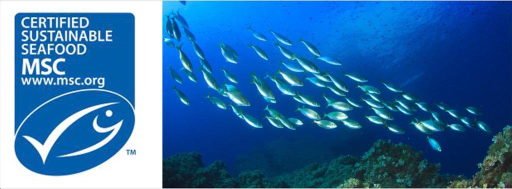 NGOs nêu khuyết điểm nghiêm trọng trong đề xuất sửa đổi tiêu chuẩn của MSC