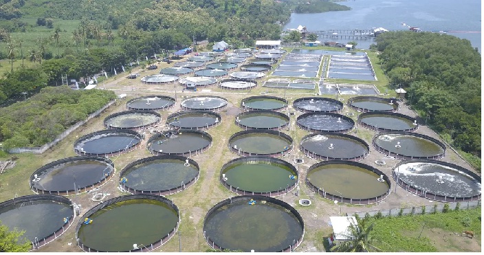 Giá tôm nguyên liệu tại một số nước cung cấp (tuần 20 - 25/2022)