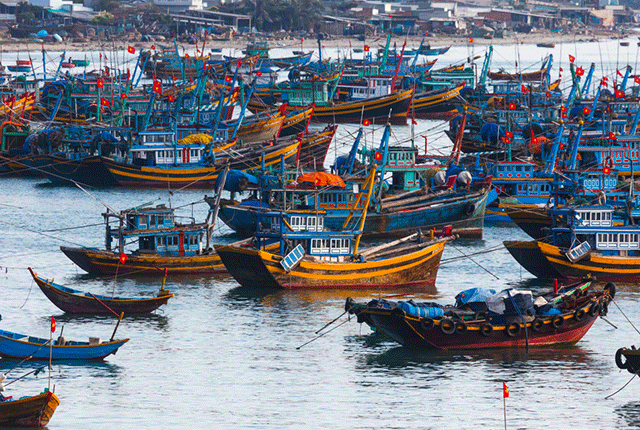 COIMEX: Nguồn nguyên liệu cho chế biến bị ảnh hưởng do giá xăng tăng