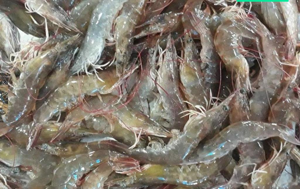 Người nuôi tôm Mỹ đề xuất tiếp tục áp thuế 25% lên hàng hóa nhập khẩu từ Trung Quốc  