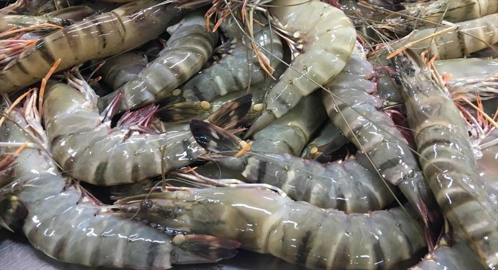 Vietnam shrimp price in the US is higher 