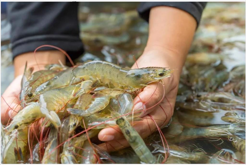 Rabobank: Sản lượng tôm thế giới có thể đạt 5 triệu tấn năm nay 