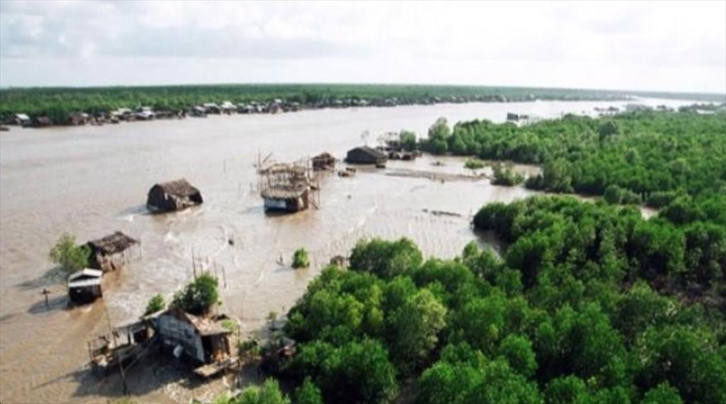 Phát triển nuôi tôm dưới tán rừng ở Cà Mau