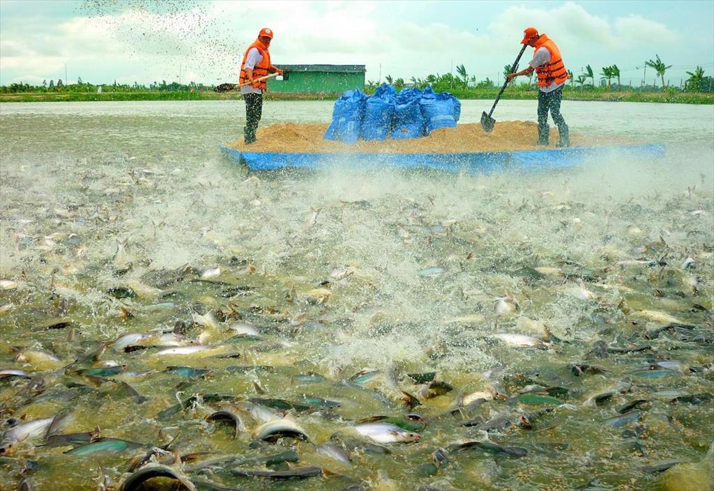 Xuất khẩu thủy sản và gạo của Đồng Tháp tăng trưởng ấn tượng