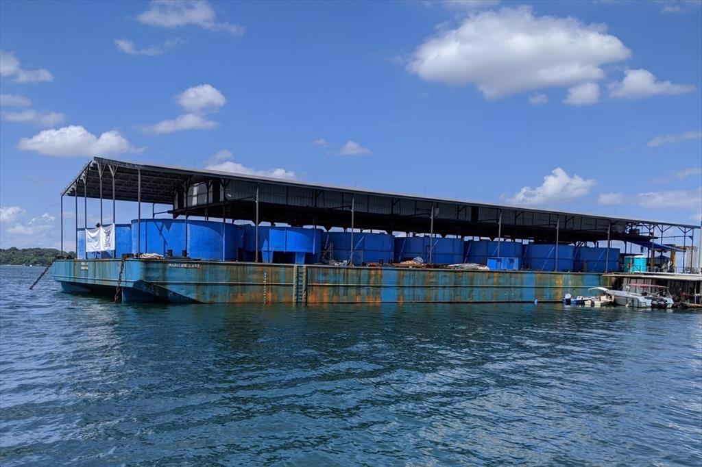 FAO dự báo giá thủy sản nuôi tăng mạnh hơn thủy sản đánh bắt tự nhiên 