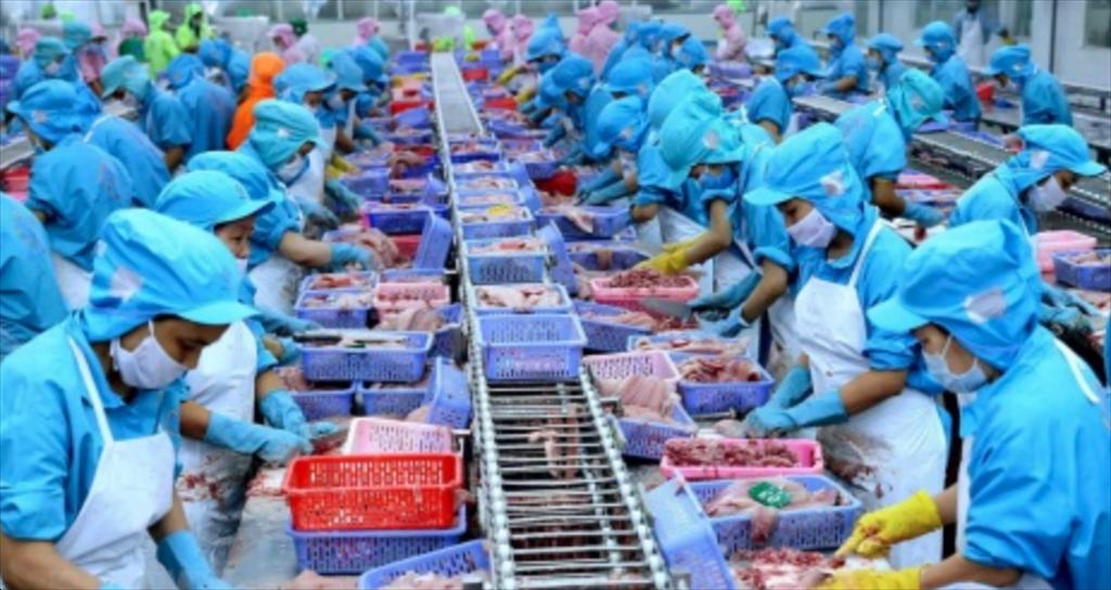 Giá cá tuyết cod Đại Tây Dương H&G và cá haddock duy trì ở mức cao