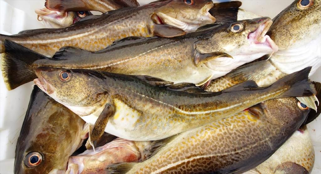 Lệnh cấm cá Nga thúc đẩy xuất khẩu cá tuyết của Na Uy sang Mỹ 