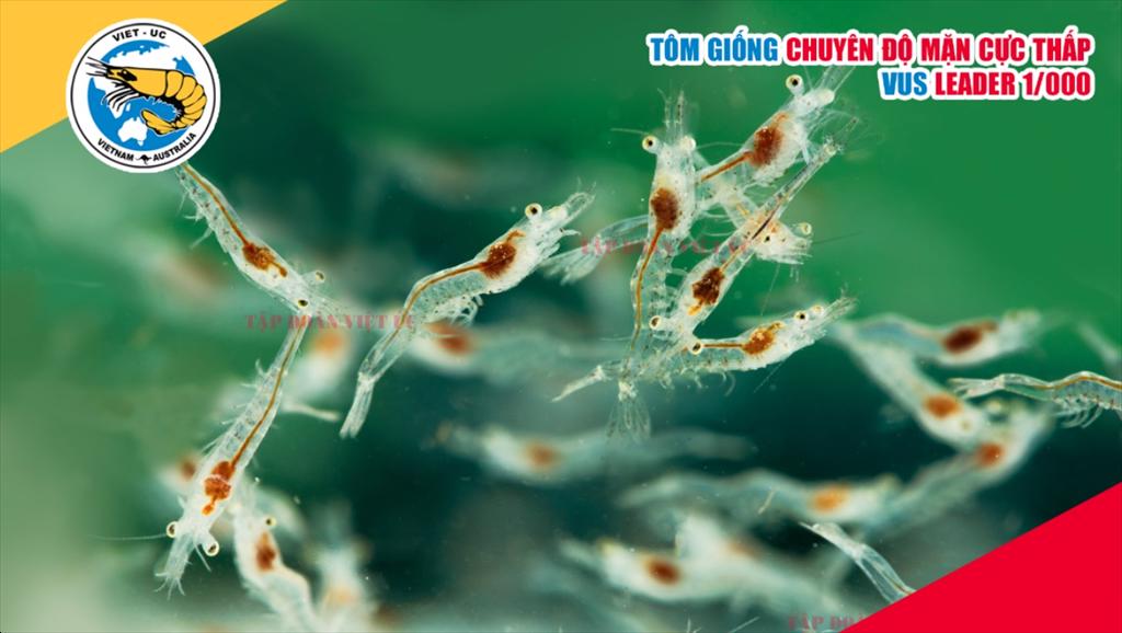 Việt Úc lan toả thông điệp nuôi tôm không kháng sinh và ứng dụng công nghệ cao bền vững