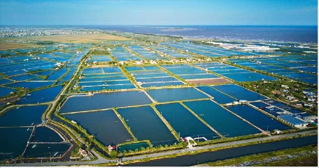 Giá tôm nguyên liệu tại một số nước cung cấp (tuần 24 - 28/2022) 