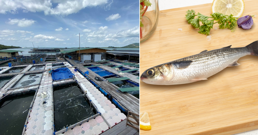 Singapore: Các trại nuôi thủy sản đối mặt với chi phí sản xuất tăng 