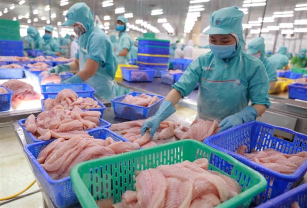 Loạt doanh nghiệp cá tra ghi nhận lãi “khủng” nhờ chu kỳ tăng giá