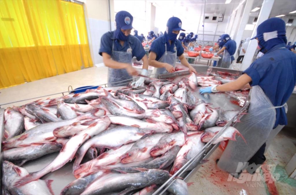 An Giang cần tích hợp phát triển ngành hàng cá tra vào quy hoạch chung