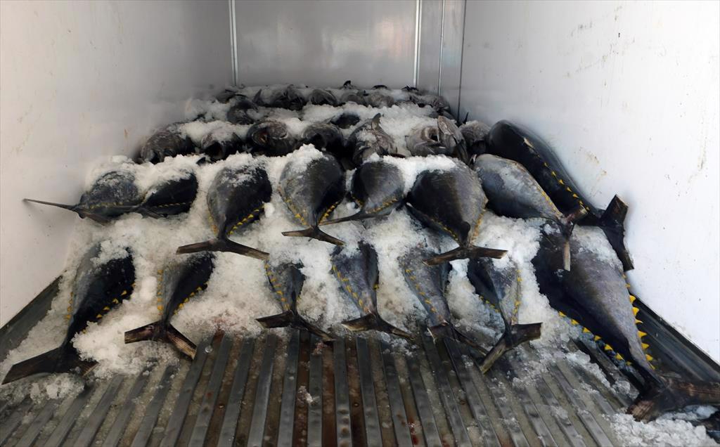 Vietnam pangasius exports to China increased by 107%