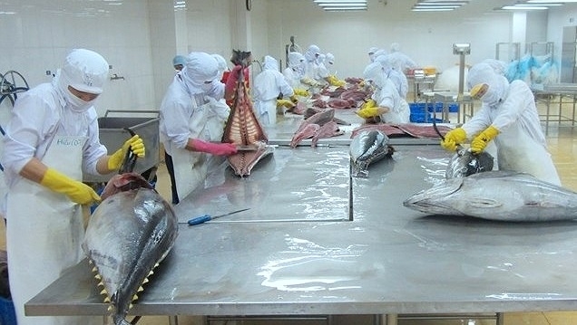 Xuất khẩu cá ngừ sang Pháp đạt mức tăng trưởng trung bình 510%/tháng