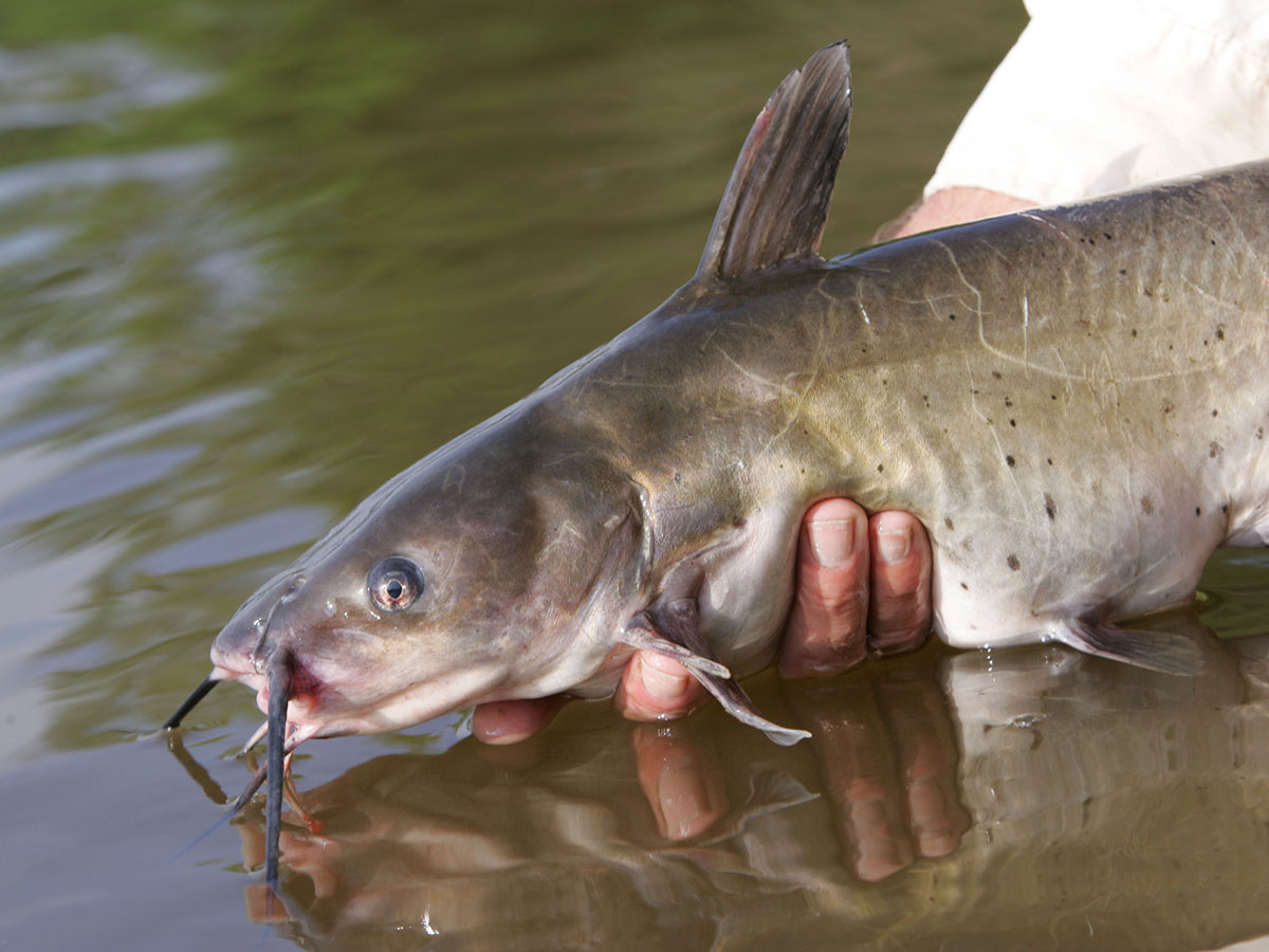 Người nuôi cá da trơn của Mỹ gặp khó khăn dù giá cá tăng 