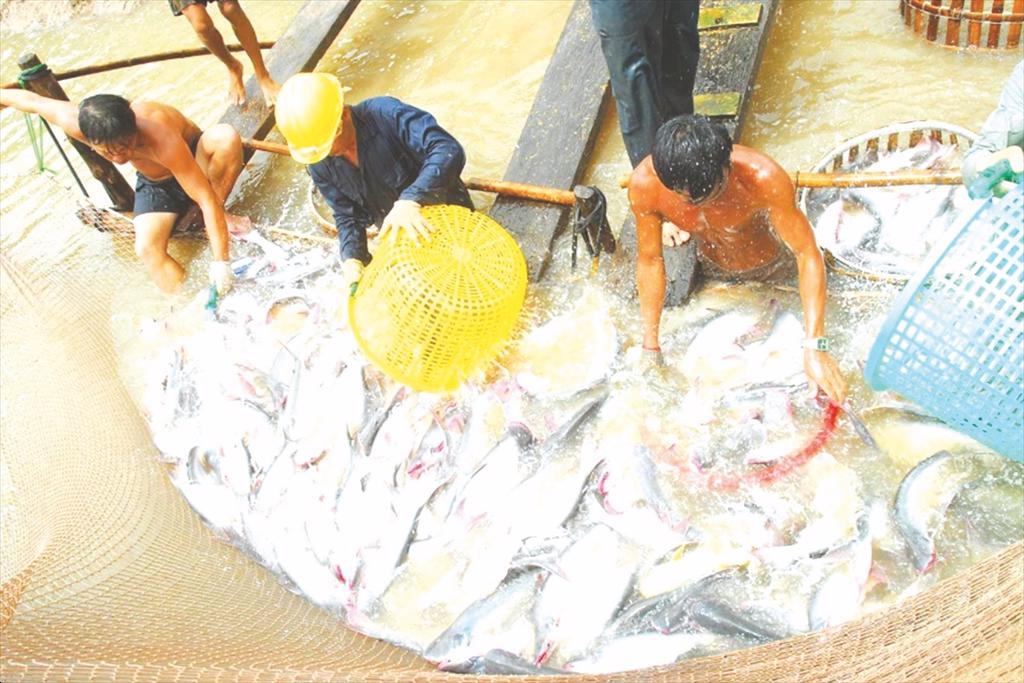 Thủy sản xuất khẩu cần trợ lực mùa cao điểm