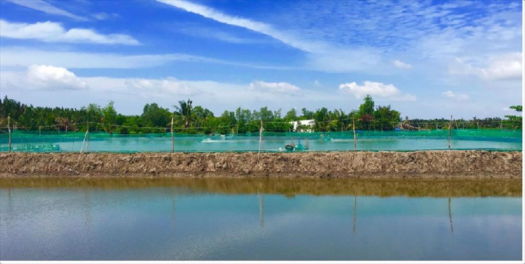 Giá tôm nguyên liệu tại một số nước cung cấp (tuần 26 - 30/2022) 