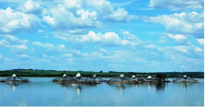 Brazil: Xuất khẩu cá rô phi tăng gấp đôi trong nửa đầu năm nay 