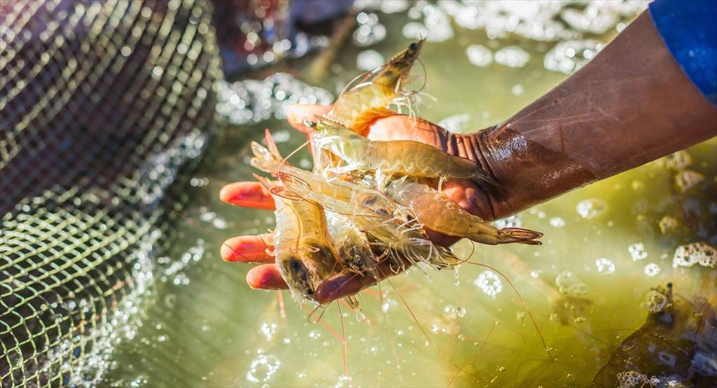 Sản lượng tôm Ấn Độ dự kiến giảm mạnh vì sản xuất gặp khó