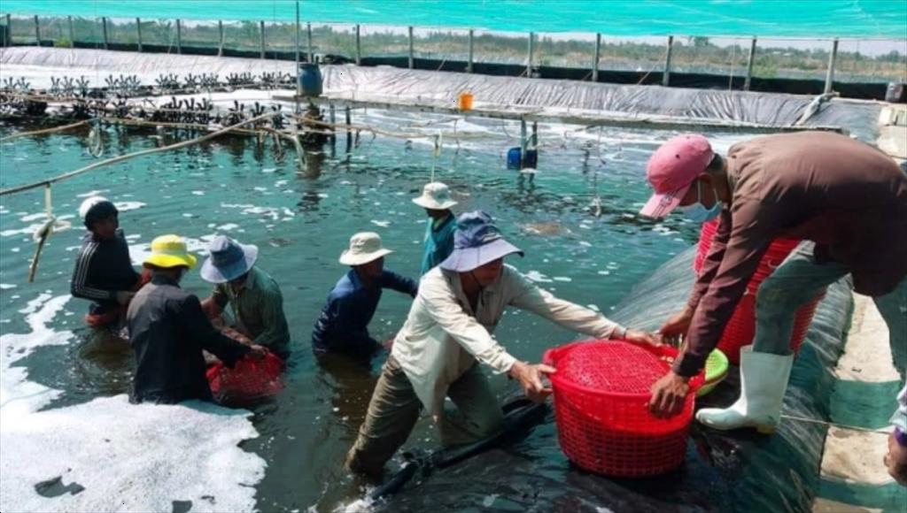 Giá cua tuyết tại thị trường Mỹ liên tục giảm 