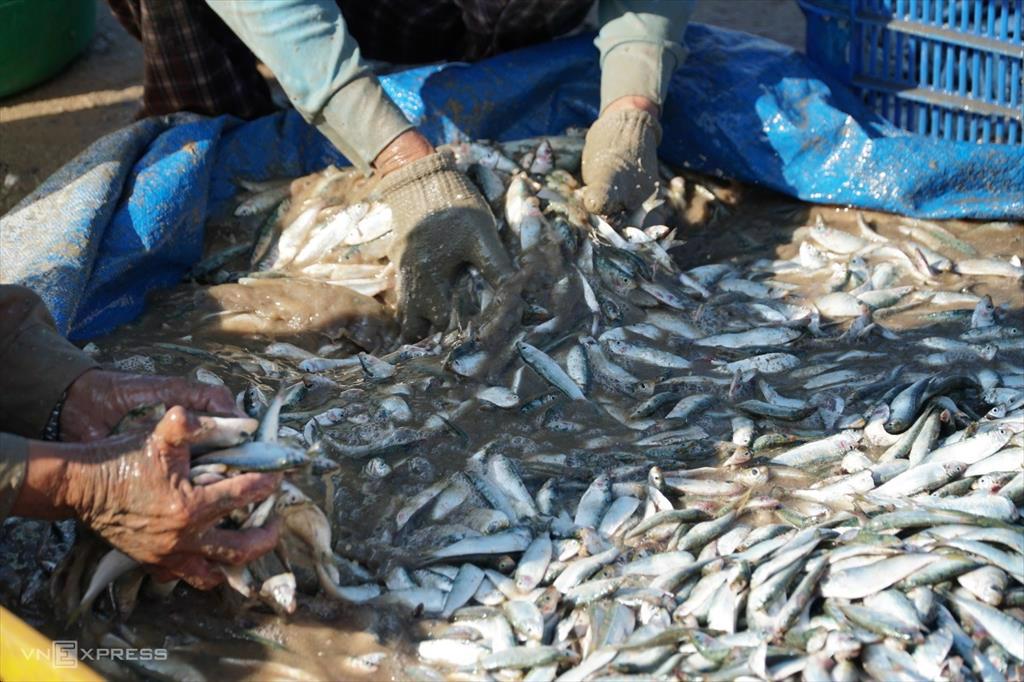 Giá phi lê cá trích Biển Bắc tăng mạnh trong tháng 7/2022