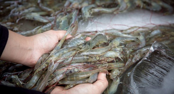 Nhập khẩu tôm của Mỹ tháng 6/2022 tiếp tục chững 