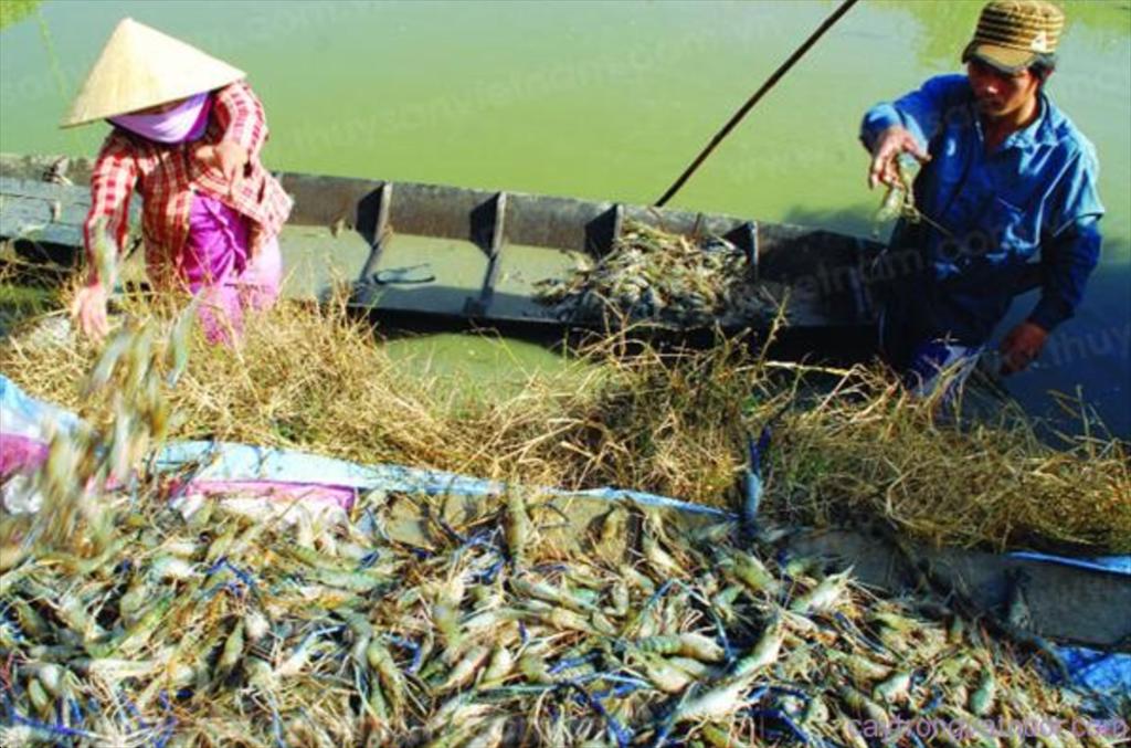Cà Mau tiếp tục giữ "ngôi vương" xuất khẩu tôm, chiếm 23% kim ngạch, dự báo “nóng” về sản lượng tôm nuôi