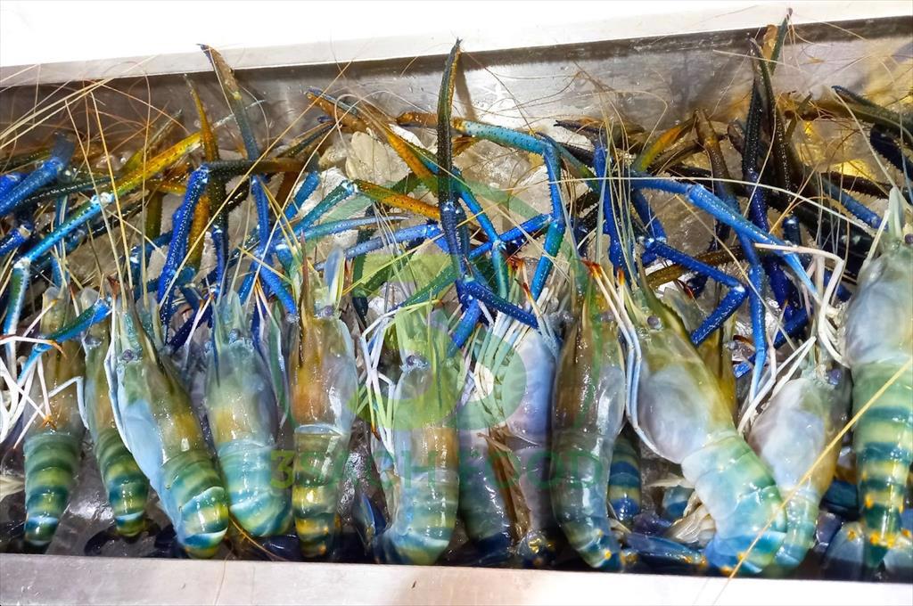 Giá tôm hùm xanh tăng mạnh