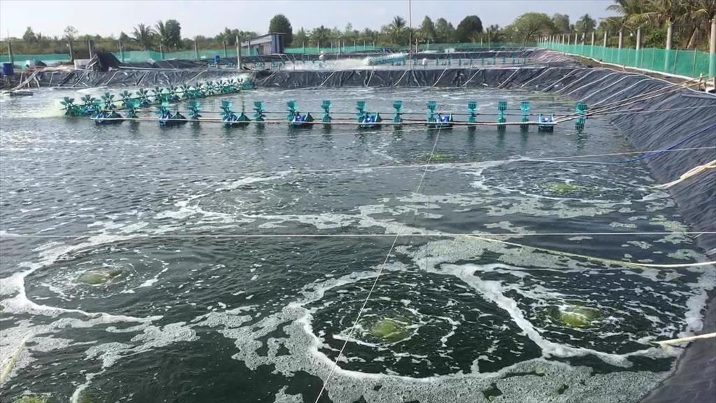 Hiệu quả nuôi trồng thủy sản cao hơn 2 - 5 lần nhờ áp dụng công nghệ