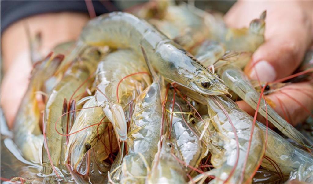 Ecuador có thể sản xuất được 2,5 triệu tấn tôm vào năm 2027