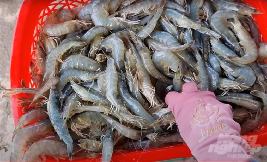 Nếu được tạo điều kiện, nhiều doanh nghiệp sẽ tham gia nuôi tôm công nghiệp