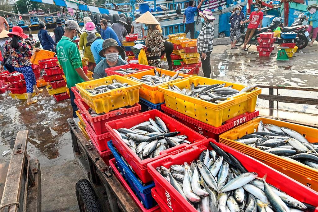 Binh Thuan: Seafood exports prospering again 