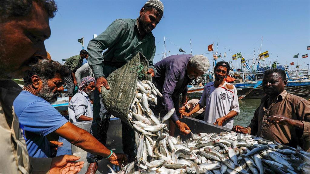 Pakistan: Xuất khẩu thủy sản tăng 30% trong tháng 7/2022