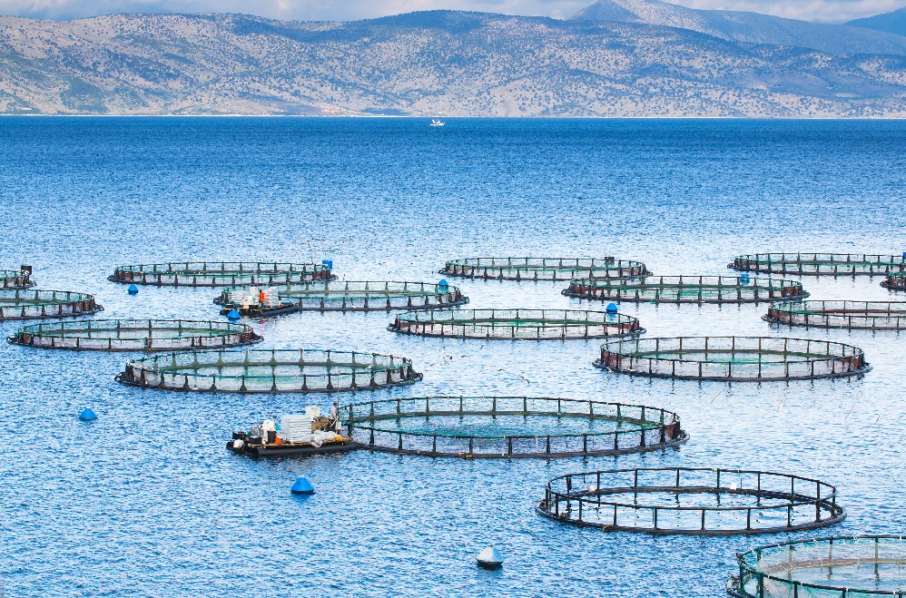 FAO: Nuôi trồng thủy sản phát triển thúc đẩy sản lượng lên mức cao kỷ lục