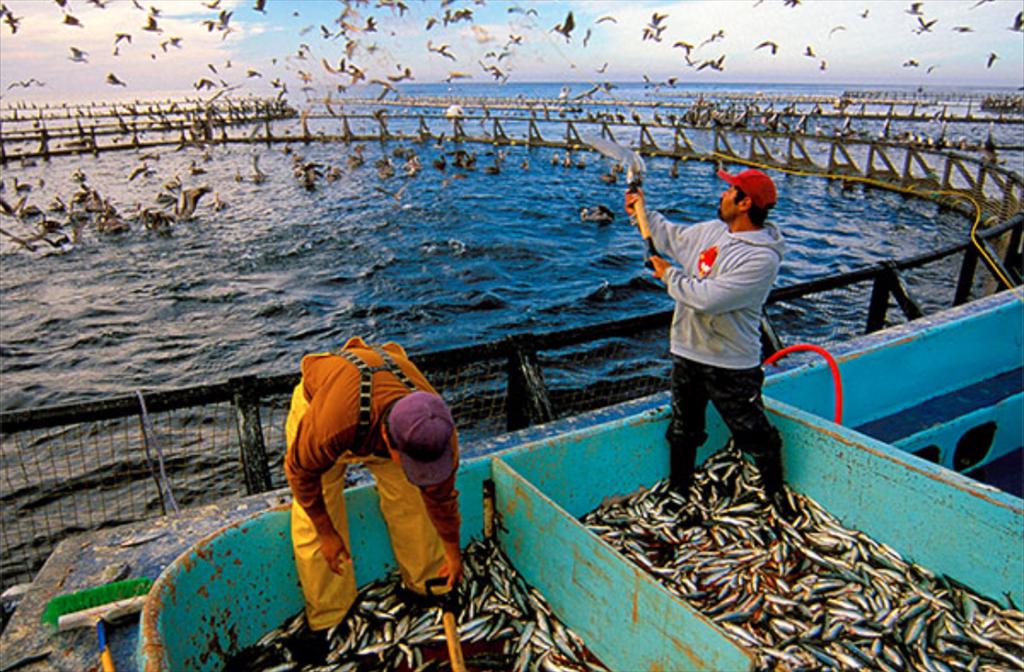 Lạm phát thủy sản Mỹ vượt xa kỷ lục lạm phát hàng tạp hóa