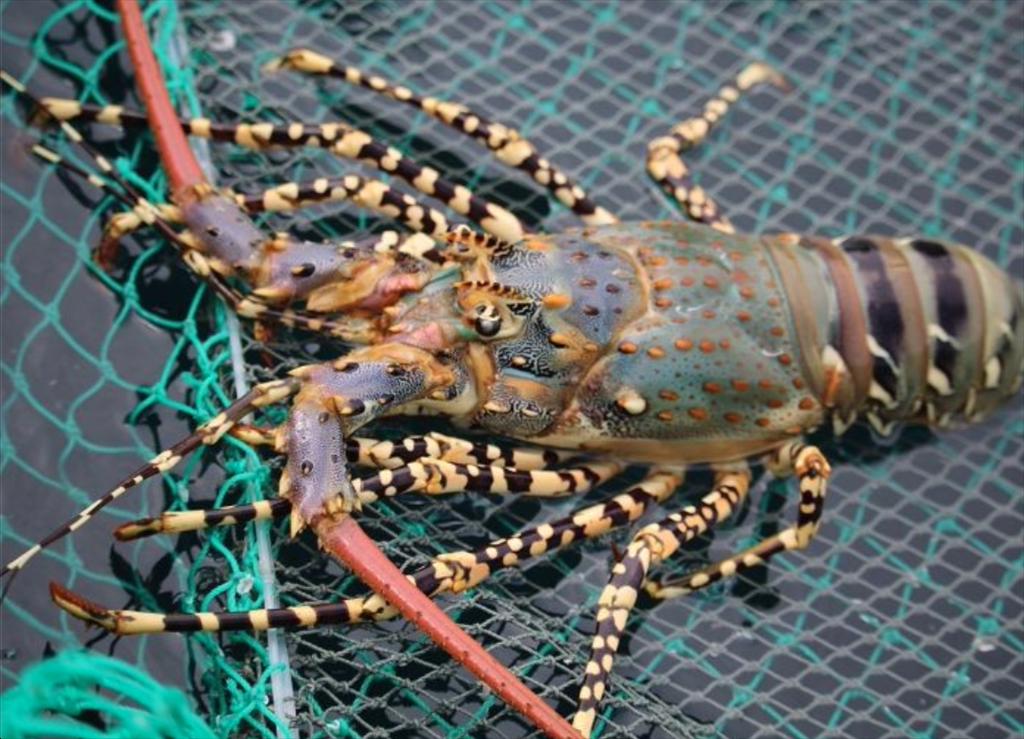 Giá tôm hùm Canada bị ảnh hưởng bởi lạm phát 