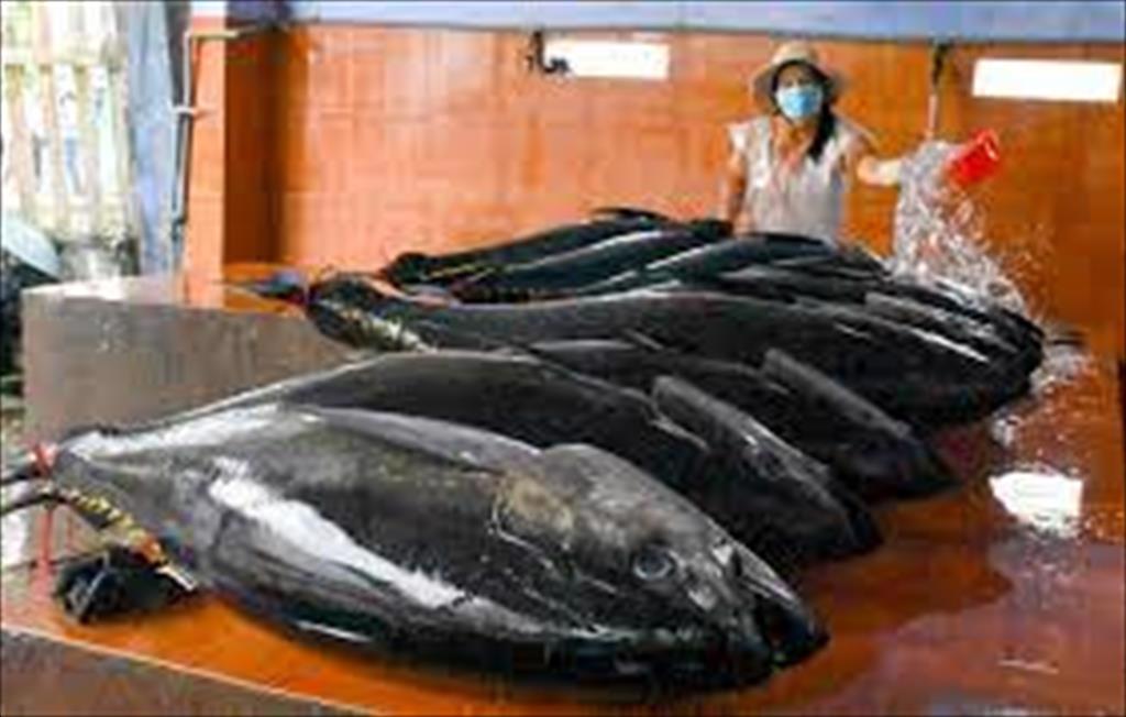 Binh Dinh province organizes Tuna Festival in September 2022