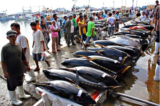 Xuất khẩu cá ngừ Philippines năm 2022 dự kiến sẽ tiếp tục giảm