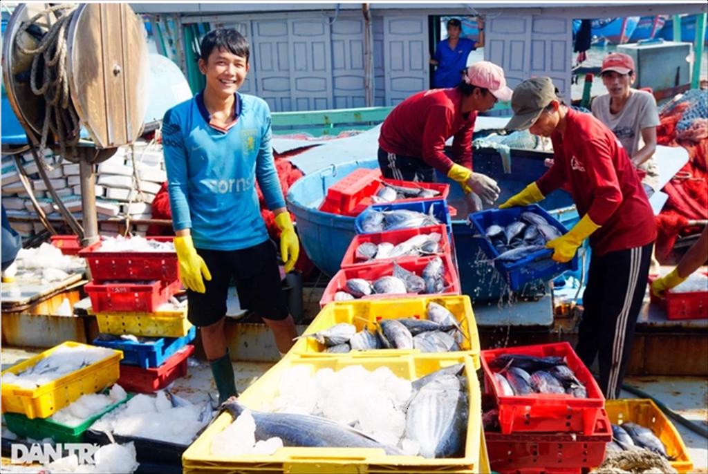 Tàu đánh cá ngừ gặp "hên", ngư dân thu hàng tỷ đồng dịp Tết độc lập