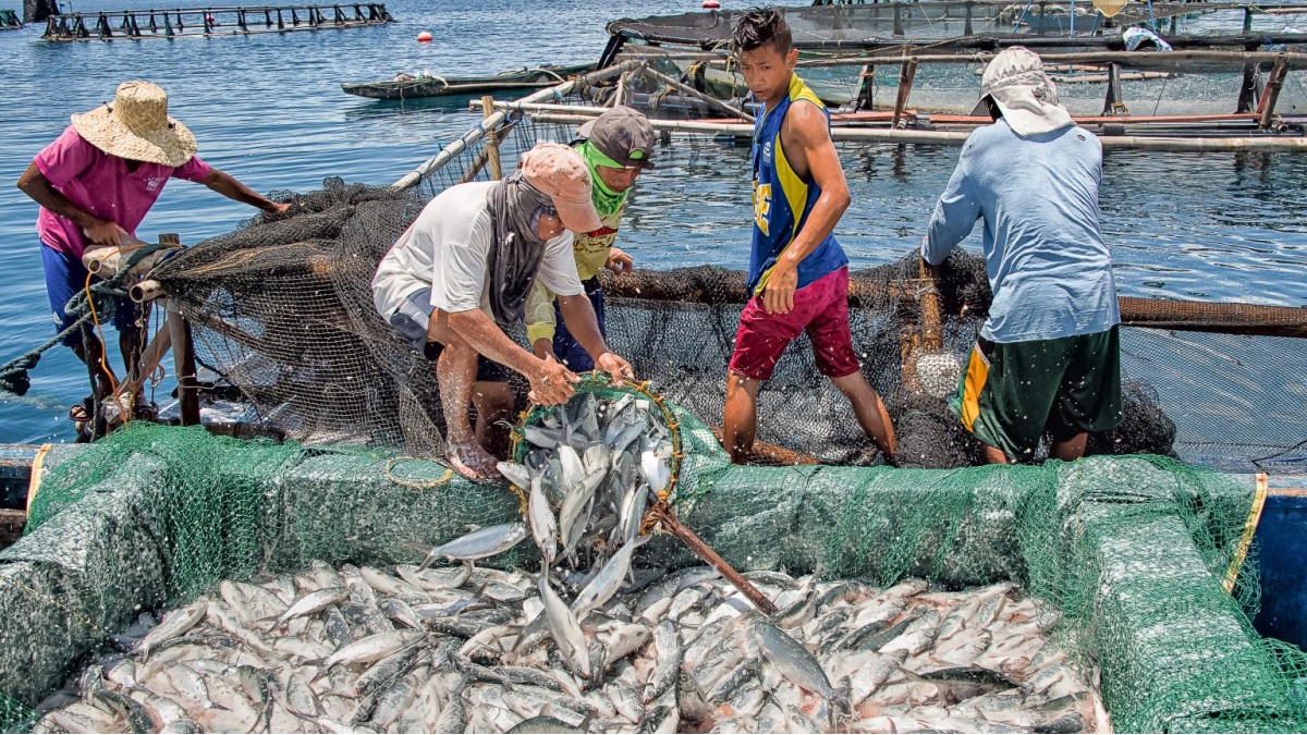 Thượng viện Hoa Kỳ ra dự luật chống đánh bắt thuỷ sản bất hợp pháp 