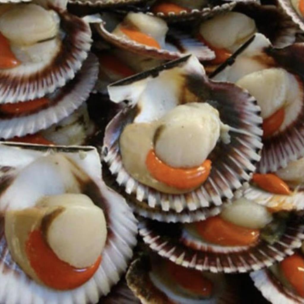 Công ty khởi nghiệp Israel dự định sản xuất sò điệp bằng công nghệ nuôi cấy tế bào 