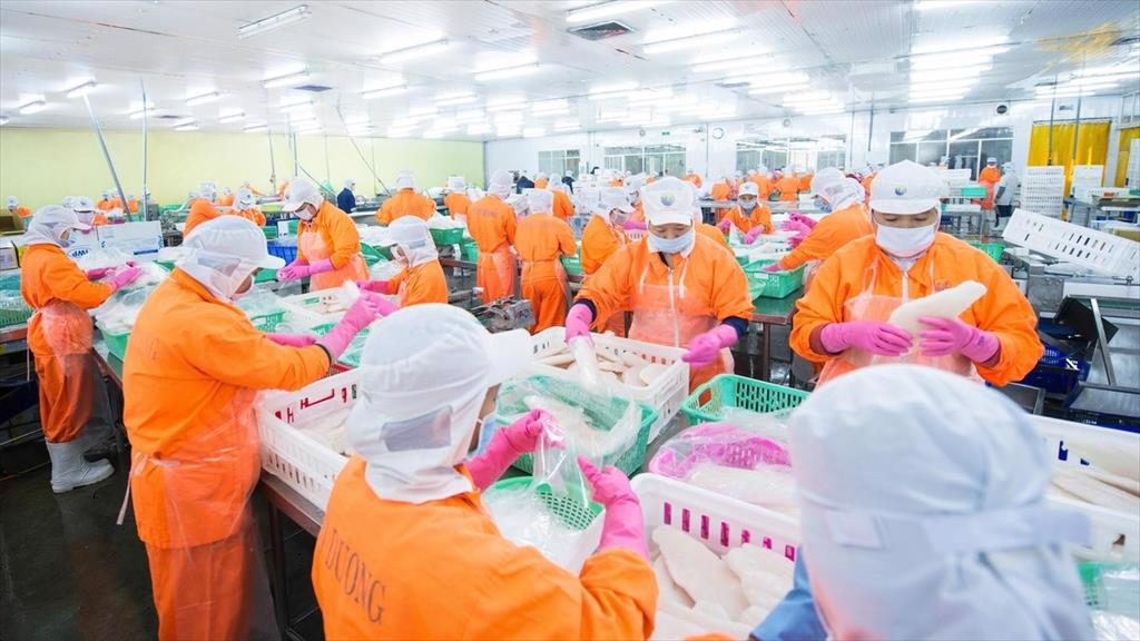 Nam Viet Corp invested another 38 billion VND into the collagen extracted from fish skin project